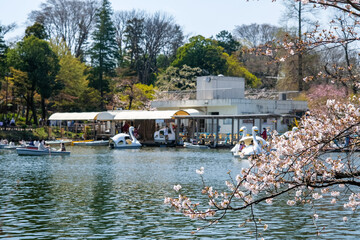 東京都 桜の咲く井の頭恩賜公園