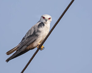 Black Shouldered Kite on a wire