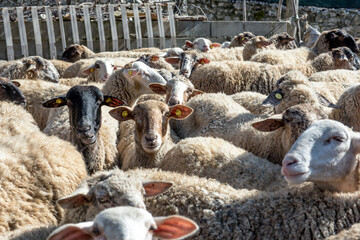 Fototapeta premium Group of curious sheep look towards the photographer