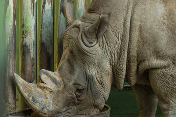White rhino eating at the zoo.