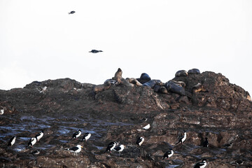 TIERRA DEL FUEGO NATIONAL PARK, USHUAIA, ARGENTINA - SEPTEMBER 03, 2017: Cormorants and sea lions on an island in The Beagle Channel, in Ushuaia.