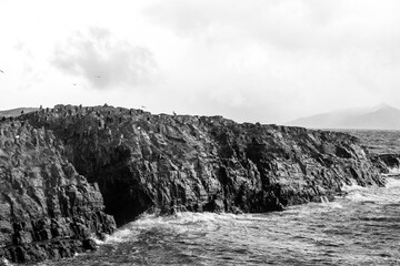 TIERRA DEL FUEGO NATIONAL PARK, USHUAIA, ARGENTINA - SEPTEMBER 03, 2017: Cormorant colony on an island in The Beagle Channel, in Ushuaia. Black and White photography.