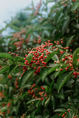 árvore verde com frutas vermelhas 