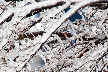 CERRO MARTIAL, USHUAIA, ARGENTINA - SEPTEMBER 06, 2017: Ice-covered branches at Cerro Martial,  Ushuaia, in the end of winter.