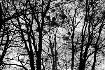 TIERRA DEL FUEGO NATIONAL PARK, USHUAIA, ARGENTINA - SEPTEMBER 07, 2017: Black and white picture of trees with no leaves at the end of winter.