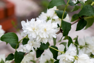 Beautiful white jasmine blossom, selective focus. Background with flowering jasmin bush. Inspirational natural floral spring blooming garden or park. Flower art design. Aromatherapy concept.