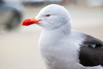 USHUAIA, ARGENTINA - SEPTEMBER 08, 2017: Dolphin gull, a native bird to southern Chile and...