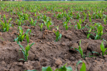 Cornfield in Tultepec, Mexico. / Campo de maíz en Tultepec, Estado de México, Mexico.