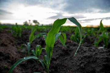 Cornfield in Tultepec, Mexico. / Campo de maíz en Tultepec, Estado de México, Mexico.