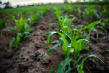 Cornfield in Tultepec, Mexico. / Campo de maíz en Tultepec, Estado de México, Mexico.