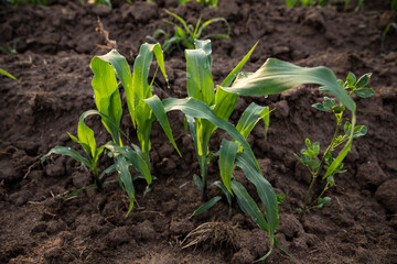 Cornfield in Tultepec, Mexico. / Campo de maíz en Tultepec, Estado de México, Mexico.
