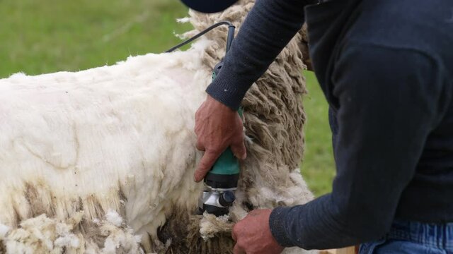 Farmer professional shearing the sheep with electric cutter.