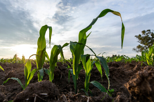 Cornfield in Tultepec, Mexico. 