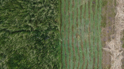 aerial top down drone flies over green wheat corn. Cereal land, agricultural industry. Natural texture in motion, lush wheat spikelets waving in wind. Harvest organic cultivate in field