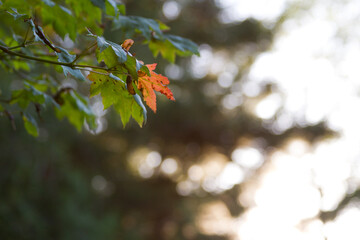 Turning leaf on a vine maple tree in the Fall season