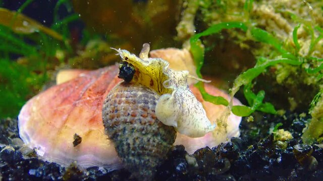 Gastropods mollusc netted dog whelk (Tritia reticulata), close up. Black Sea.