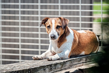 Entspannter Jack Russell Terrier.