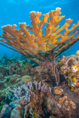 Caribbean coral garden