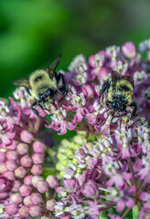 Bumblebee in garden