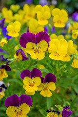 closeup of pansy flower in garden