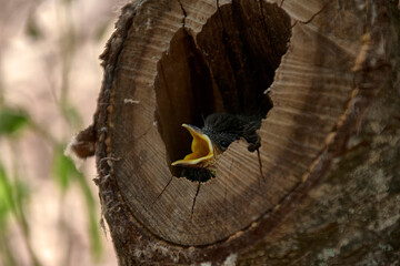 Small bird in a nest inside a tree