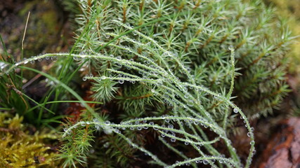 Beautiful green moss in dew