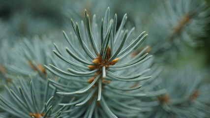Naklejka na ściany i meble Macro needles of blue pine
