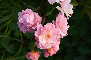 coral pink musk rose 