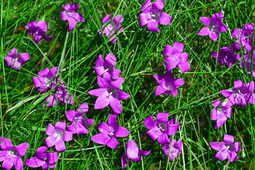 Bright purple flowers in green grass