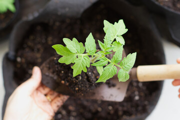 トマトの苗を植える様子