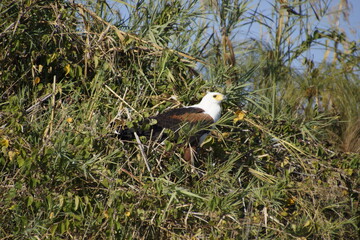 Hunting African fish eagle (Haliaeetus vocifer) in Botswana (Botsuana). African osprey. Okavango Delta. Flying.
