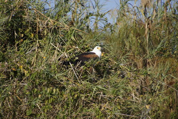 Hunting African fish eagle (Haliaeetus vocifer) in Botswana (Botsuana). African osprey. Okavango Delta. Flying.