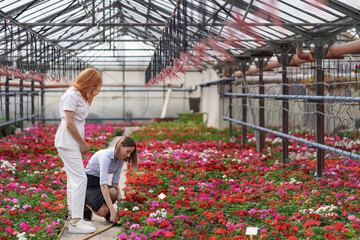 Greenhouse owner presenting flowers options to a potential customer retailer. They have a business discussion, planning future collaboration while noting and negotiating conditions