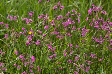 Naklejka premium Kuckukscklee auf Wiese.