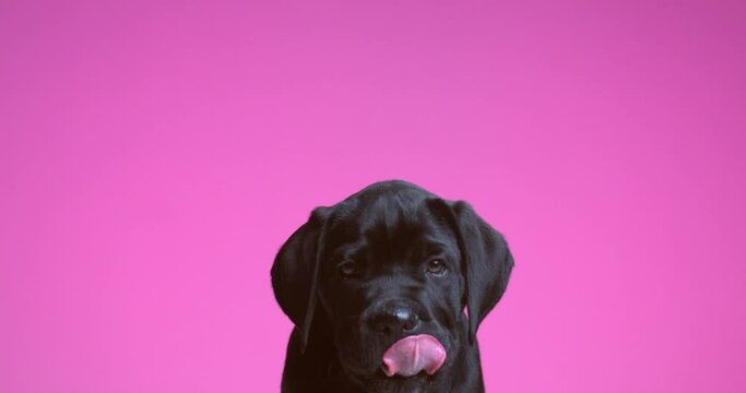 sweet cane corso dog licking his mouth while leaning his head back on purple background