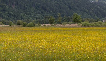 Gelb blühende Wiese.