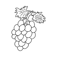 Vector hand drawn Bunch of grapes outline doodle icon. Object isolated on white background. Doodle style. Grape vector sketch illustration for print, web, mobile and infographics. Cloth design