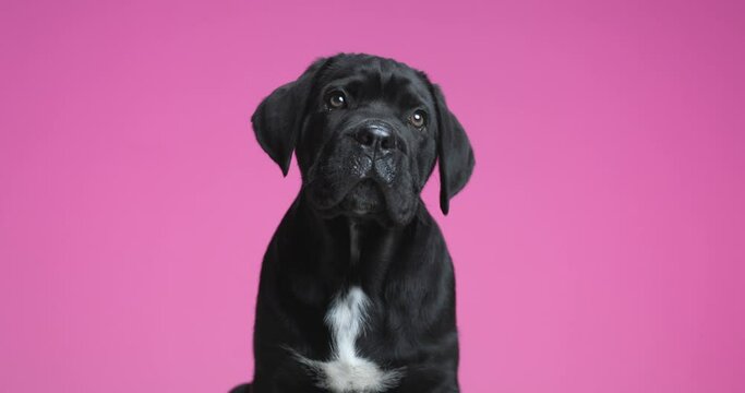 cane corso dog looking to his side, looking up very fascinated on purple background