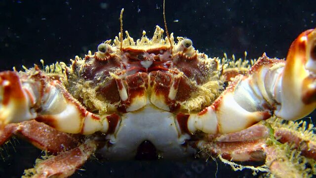 Bristly crab or hairy crab (Pilumnus hirtellus),  close-up of a crab on the seabed, Black Sea.