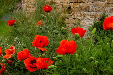 Poppy flowers