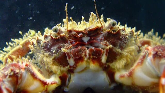Bristly crab or hairy crab (Pilumnus hirtellus),  close-up of a crab on the seabed, Black Sea.