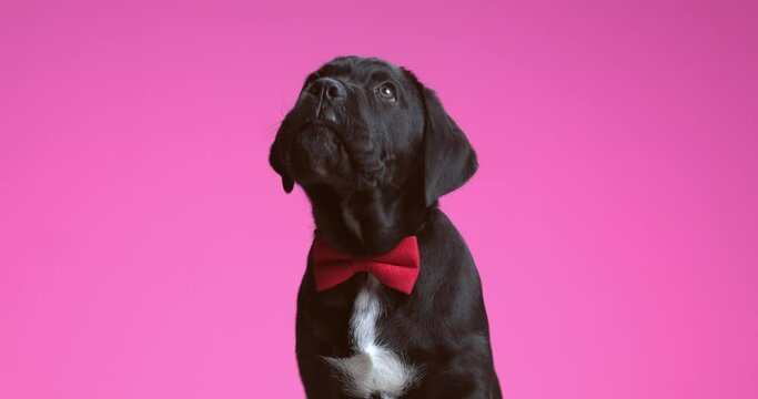 beautiful cane corso dog licking his mouth while being distracted by something above his head against purple background