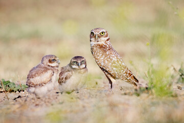 Burrowing Owl