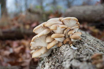 Oyster mushrooms (Pleurotus ostreatus) growing on a log