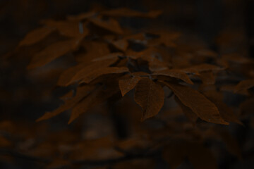 Autumn foliage in a quiet forest.
