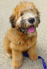View of a Soft Coated Wheaten Terrier puppy dog