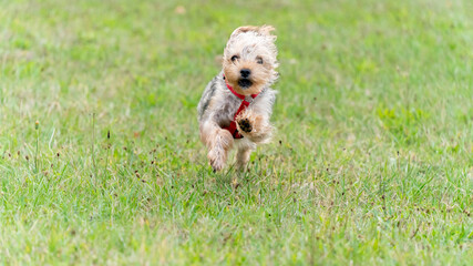 Small Yorkshire Terrier dog running across the lawn towards the viewer