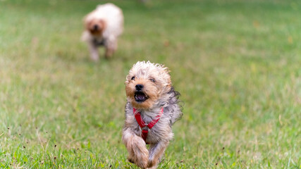 Small Yorkshire Terrier dog running across the lawn towards the viewer