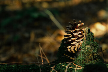 Beautiful cones in the forest. Delicate background of the autumn forest.