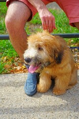 View of a Soft Coated Wheaten Terrier puppy dog